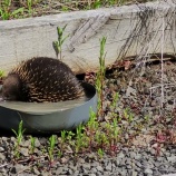 『水浴びするハリモグラがかわいい』の画像