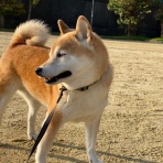 続ちょびのチョコチョコ日記