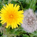 カラオケ発表会のお知らせ②