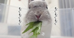 うさぎのルリ(5/22追記)