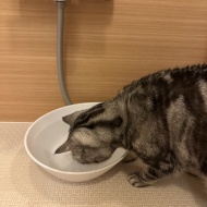 猫にもっと水を飲んでほしい！8匹と暮らしてわかった、お水スペースの工夫