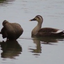 カルガモのツガイ　～目玉焼きの朝ご飯、チーズナンセットの晩ご飯～