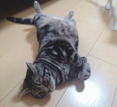 実物のﾈｺﾁｬﾝたちセカンド240