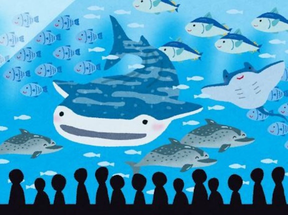 【お魚】珍しい金色の「イサキ」を展示　長崎の水族館