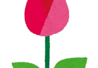 チューリップ 洗う 洗わない それぞれの保存法 グリーンらいふまとめ