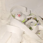 白文鳥のぴーちゃんの記録
