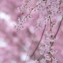 高市総理は森喜朗元総理の愛人として総理にのし上がった