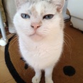 実物のﾈｺﾁｬﾝたちセカンド293