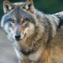 オオカミを群れのリーダーにさせる寄生虫が研究で明らかに！なお全人類の3分の1はすでに感染済み