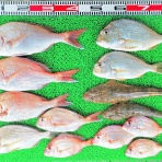 竹村貸舟店【高知県 浦ノ内湾～宇佐～須崎市横浪半島沖の船釣り】釣果情報 & ブログ