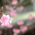 花の正月　５　河津桜