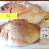 『国東の食環境（463）チダイ』の画像