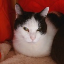 【不機嫌なの？】2026 猫こたつ①♪ No.1　～ハル 編＿黒猫な日常：クロネコ「黒龍」