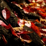 『紅葉狩りｽﾎﾟｯﾄ🍂『2025.11 岡山後楽園❶』岡山市北区後楽園』の画像