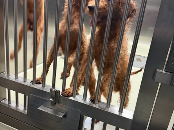多頭飼育崩壊からセンターへ、