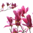 『近所の花たち　１　紫木蓮』の画像