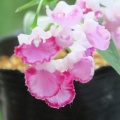 ウチョウラン　朱花
