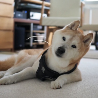 傾く犬とリュウゼツラン