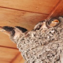 鳥探索散歩が既に限界だった😱💦