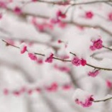 『如月会。』の画像