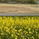 『江戸川の川辺はいまが一番美しい！』の画像