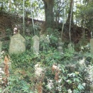 市指定史跡 見付宿本陣 鈴木家・神谷家墓所と市指定天然記念物 イヌマキ　時宗 東福山 西光寺　(静岡県磐田市見付3353-1)