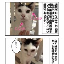 毎日握手会ズラちゃん 里親募集！