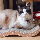 ルルの世界はどんな色？どんな音？ |дﾟ)ﾁﾗｯ