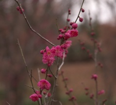 いつものところを撮ってみる(国営讃岐まんのう公園・2026年1月某日) その7