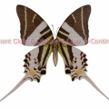 オオオナガタイマイ♀ (スラウェシ) Graphium androcles androcles