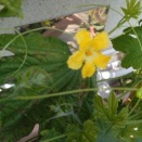 木260611  野菜の花
