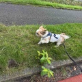 愛犬と久喜菖蒲公園でお散歩。*\(^o^)/*