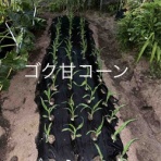 愛は最高な一人部屋