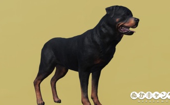ロットワイラー（ジャンクヤードの犬バンドル）