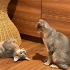 プチいざこざ兄弟