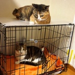 猫とお酒と日々のこと