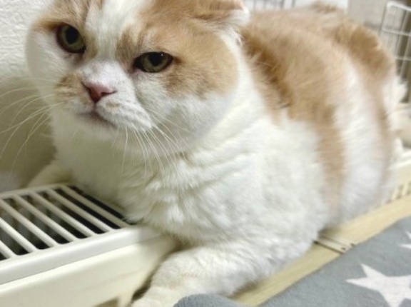 猫のお正月写真のメイキング写真その2