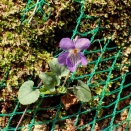 野の花vol.９