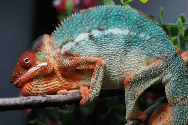 COLORS