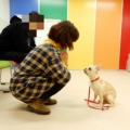 子犬のためのしつけ方教室　パピークラス　第2弾