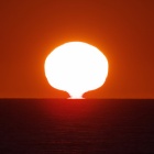 『投稿：ブルーフラッシュとイソヒヨドリ幼鳥　2024/06/09』の画像