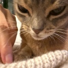 冬場、猫の耳が冷たくなるので温める