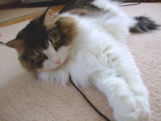 ネットで一目惚れしてすぐに会いに行った猫（21年前）