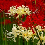 『2025.10 児島湖花回廊「秋季見学会➁」岡山市南区築港栄町』の画像