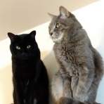 木のおもちゃで楽しい子育て