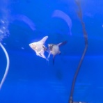 ワンラブ観賞魚部門の入荷情報ブログ！