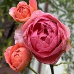 薔薇の香りに誘われて