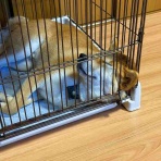 風太通信～柴犬風太の日記帳