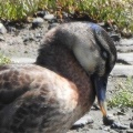 2026年6月16日の野鳥公園