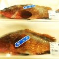 国東の食環境（451）アコウ